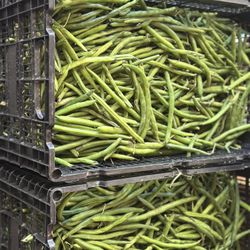 Fresh Produce 