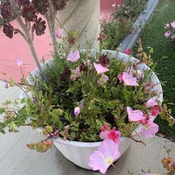 3 Large Pots With 3/4 Different Plants In The 