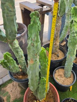 Totem pole cactus