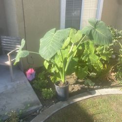 Big Elephant Ear Plants 