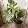 Live,Love,Plants!
