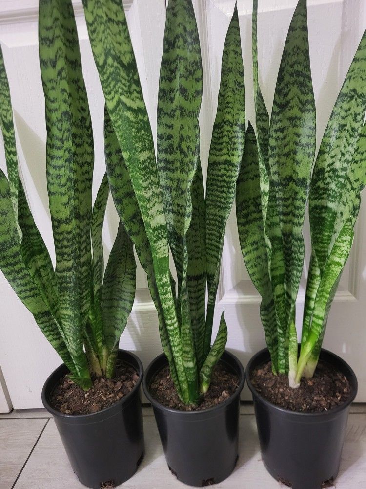 🌿Healthy Live Air Purifying Houseplant Mother In Law Tongue Or Snake Plant 29"-32"Tall In Pot 7" ~ Easy To Grow ~  $20/Ea