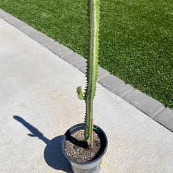 African Milk Tree (Euphorbia Trigona)