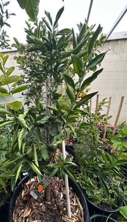 Golden nugget fruit plant tree in 20 gallon pot above 5 feet tall fruiting