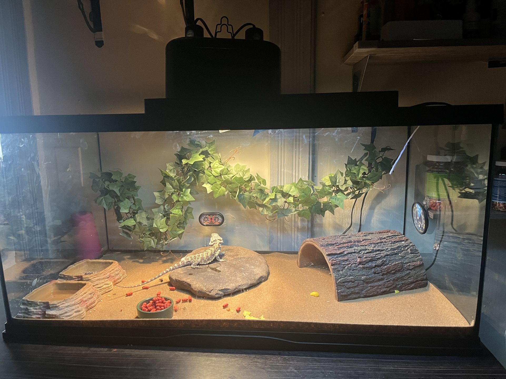 Bearded dragon set up and dragon