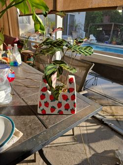 Calathea    in  Ceramic  $10.00