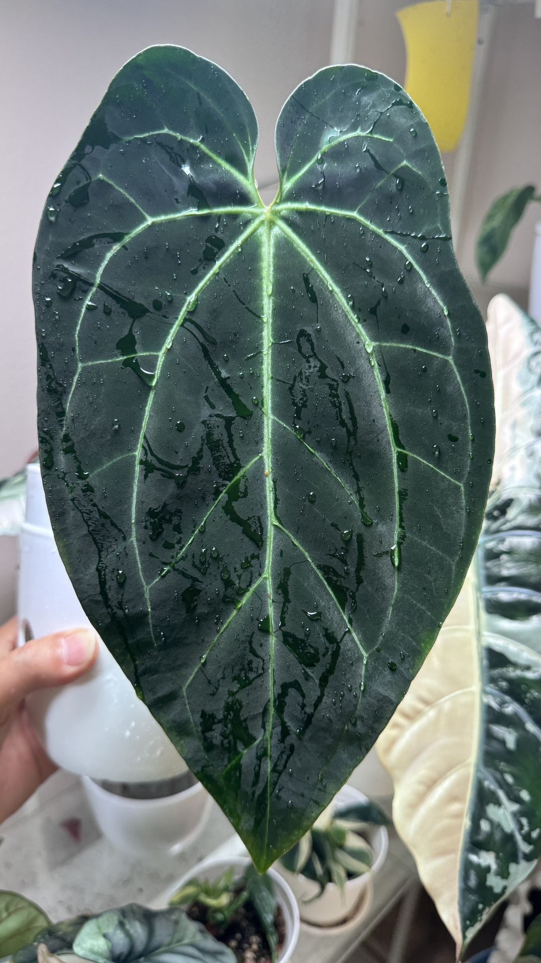 Indoor Plants