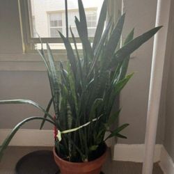 Huge Snake Plant 