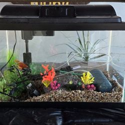 10 Gallon Aquarium 
