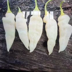 Bear Tooth Chili Plant