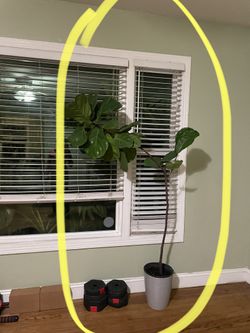 See description ~Live plant!! ~ 5.5ft super healthy fiddle leaf, exact plant; gray cover pot not included, 95820 Exact plant 