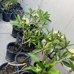 Plumerias 