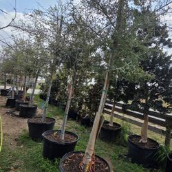 Live Oak Tree 45gallones  11ft Tall 