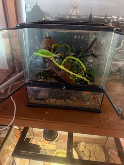Arboreal reptile enclosure