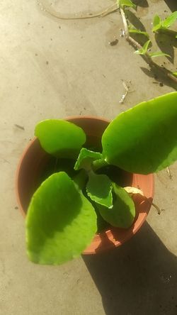 Donkey ears succulents