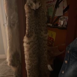 Bobcat Taxidermy.