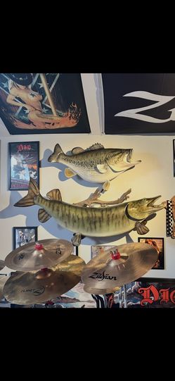 Taxidermy Musky
