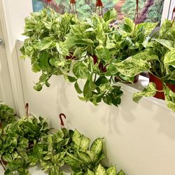 🌿Super Gorgeous,Very Healthy ♥️MARBLE QUEEN🙏PLS READ DESCRIPTION $30 Each