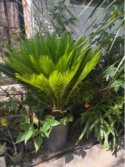 Palm Tree