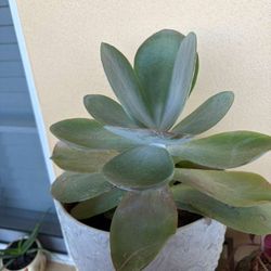 succulent plant