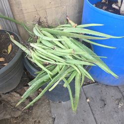 Free Aloe Vera