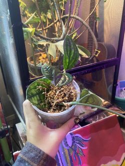 Monstera Peru Cuttings