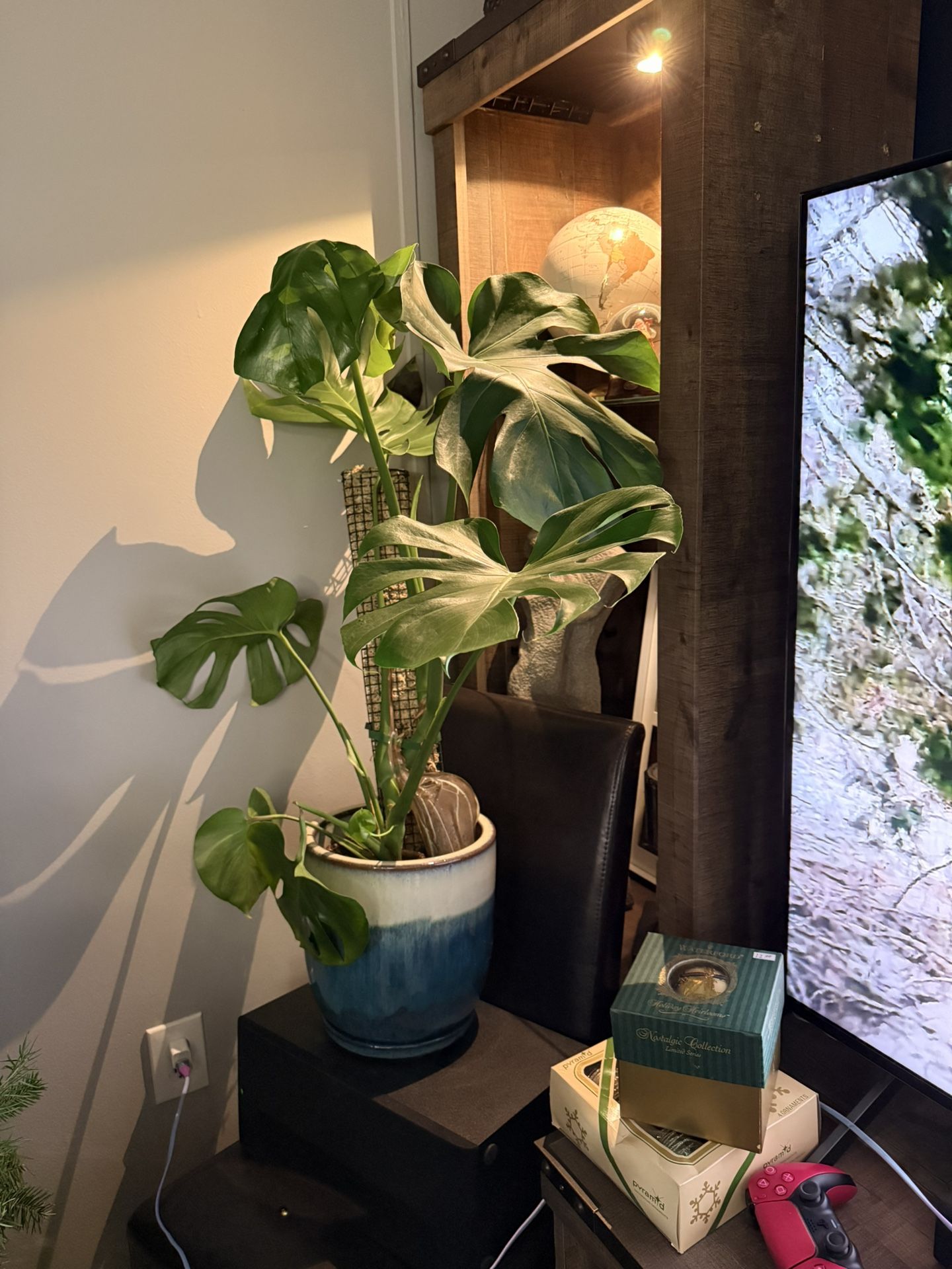2 Monstera Plants $20