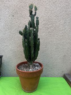 Euphorbia Cactus Plant in Terra Cotta Pot