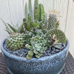 Cactus Arrangement