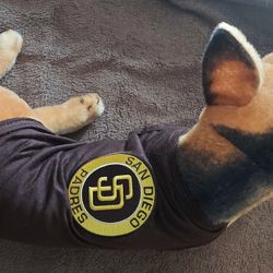 Padres Pet Clothes Shirt New