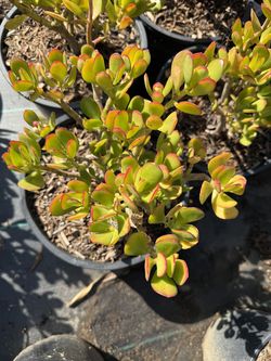 Crassula ovata jade money plant succulent plant