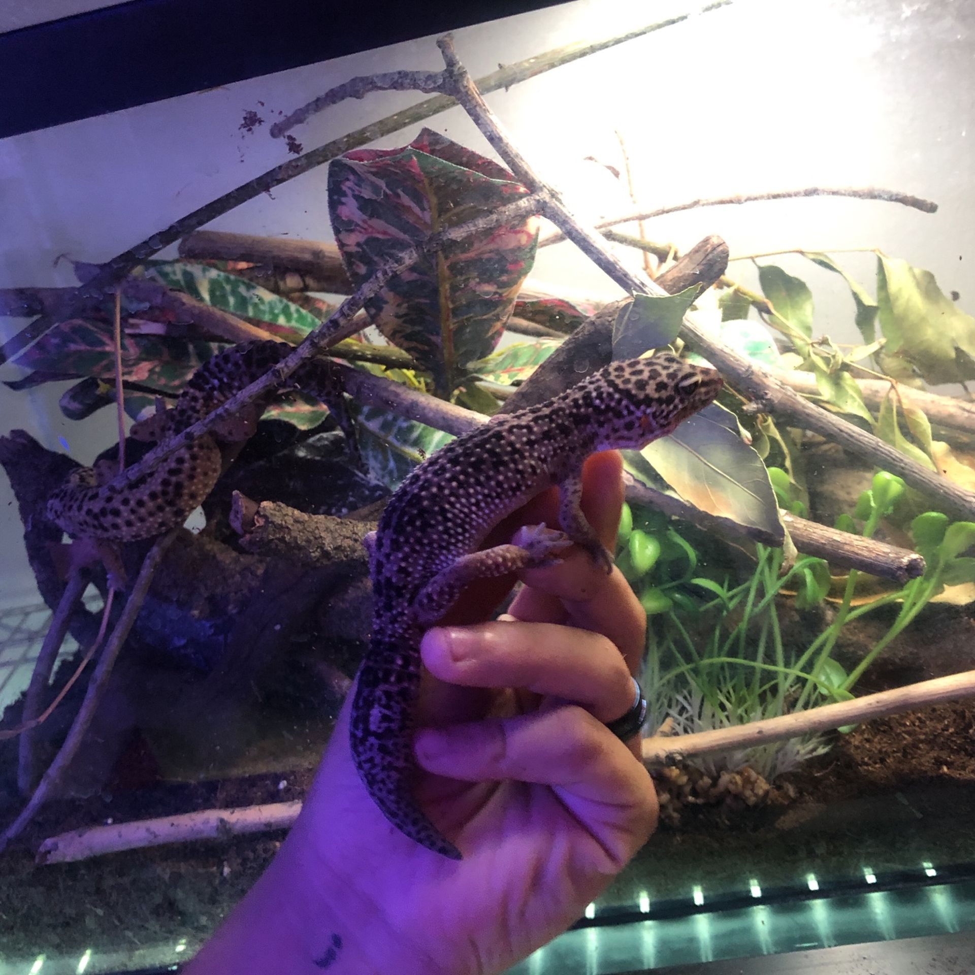 Gecko Enclosure