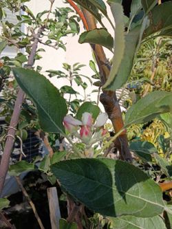 Granny Smith Green Apple Tree
