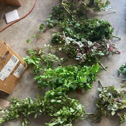 Greenery Stems 