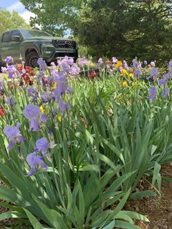 Iris Rhizomes Various Colors, Bag Of 15, Various Colors