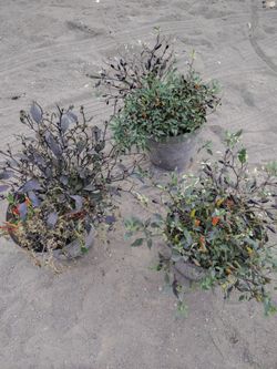 pepperpr     plants