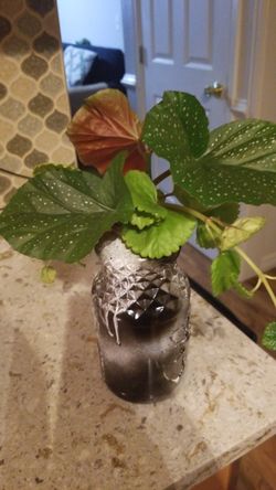 a wonderful gift for a beloved for mom for a girlfriend