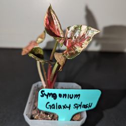 Syngonium Galaxy Splash Plant
