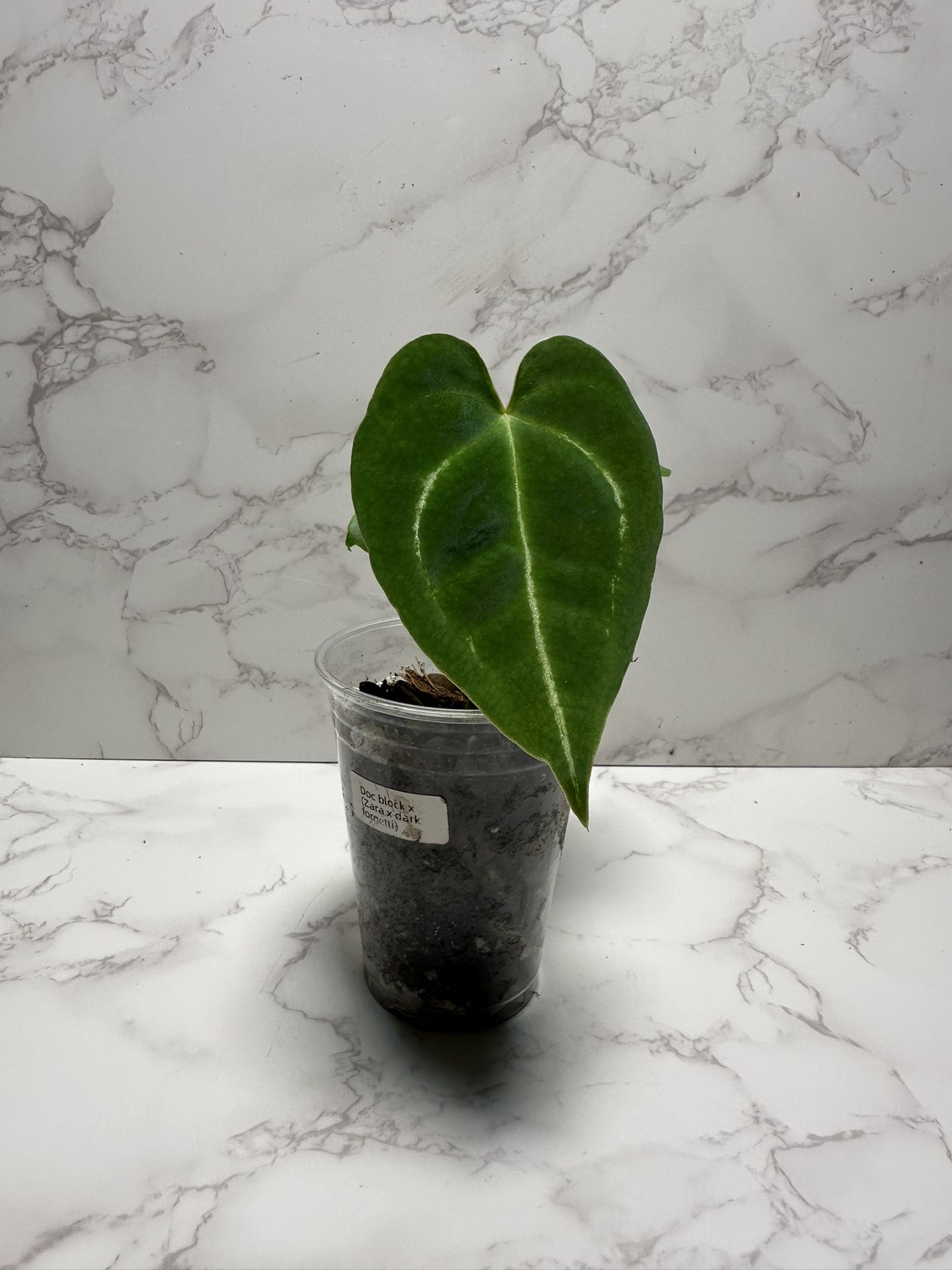 Anthurium Doc Block x (Zara x Dark Forgettii)