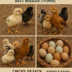 Laying Hen Chicks & Fertile Eggs - Best Breeds! (Yuma)
