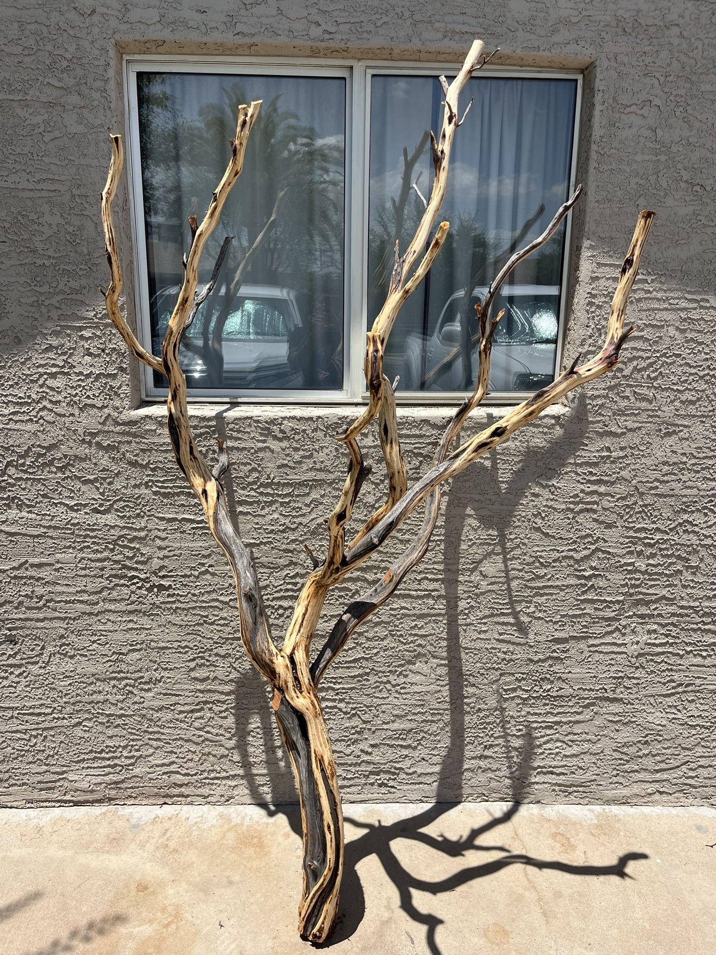 Manzanita Tree