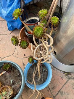 Green plant