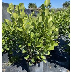 Clusia Delivered And Installed $25