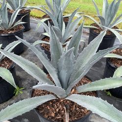 Agave Plant