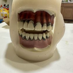 Dental Hygiene Periodontal Model