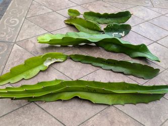 Rare named dragon fruit cuttings for sale