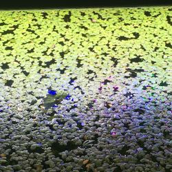 Duckweed Lemnaceae Aquarium Plant 