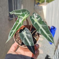 3" Alocasia 'Bambino' (A)
