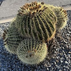 Barrel Cactus