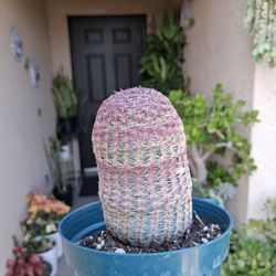 Rainbow 🌈 Cactus 🌵 Plant $15